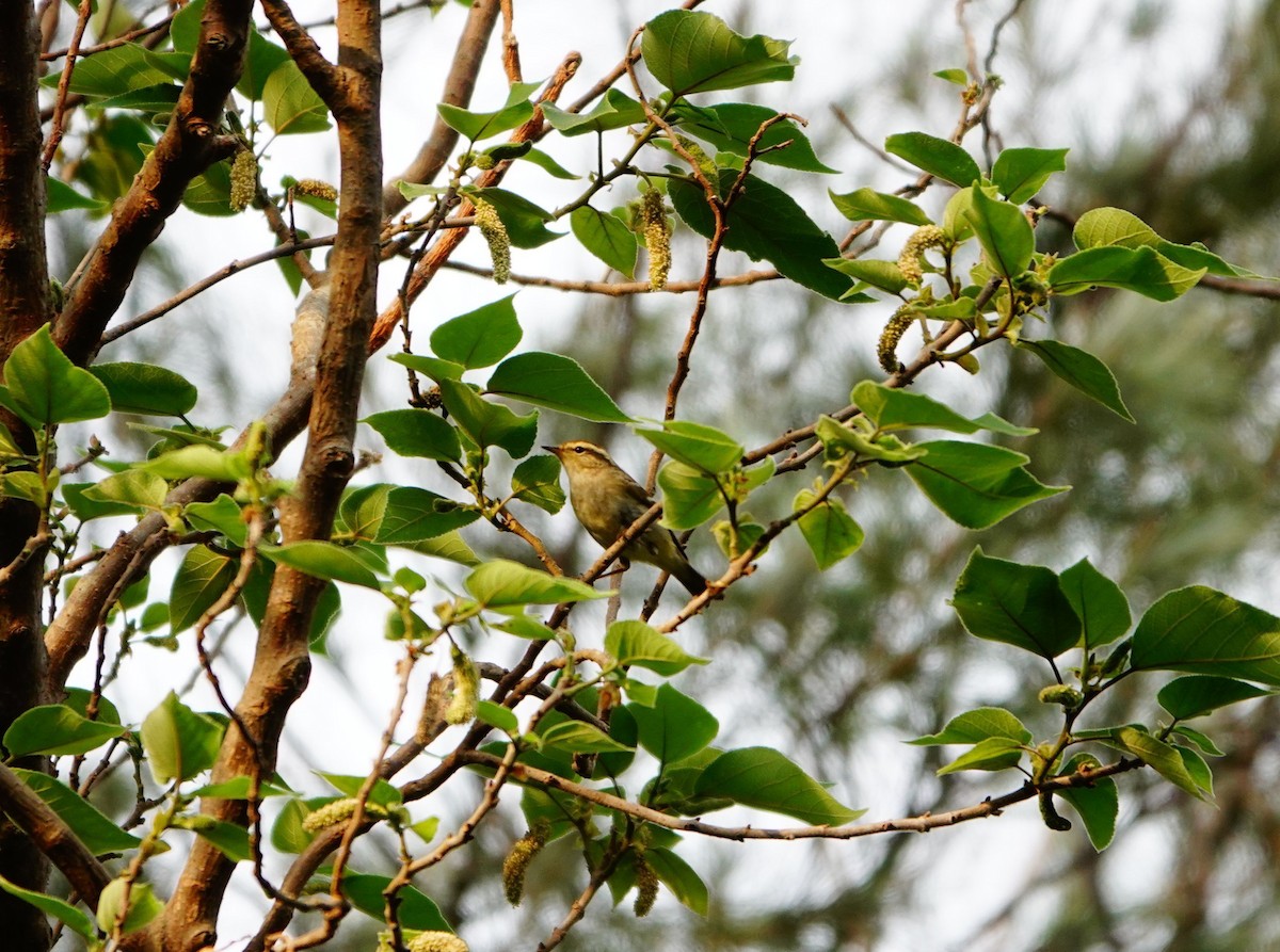 Yellow-browed Warbler - ML617816304