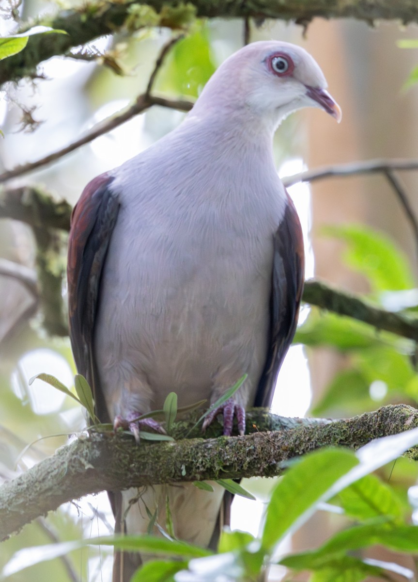 Mountain Imperial-Pigeon - ML617816321