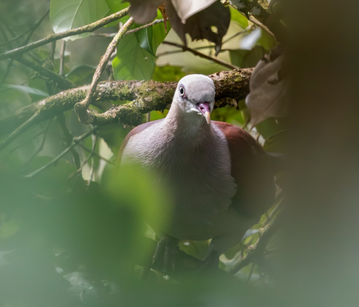 Mountain Imperial-Pigeon - ML617816327