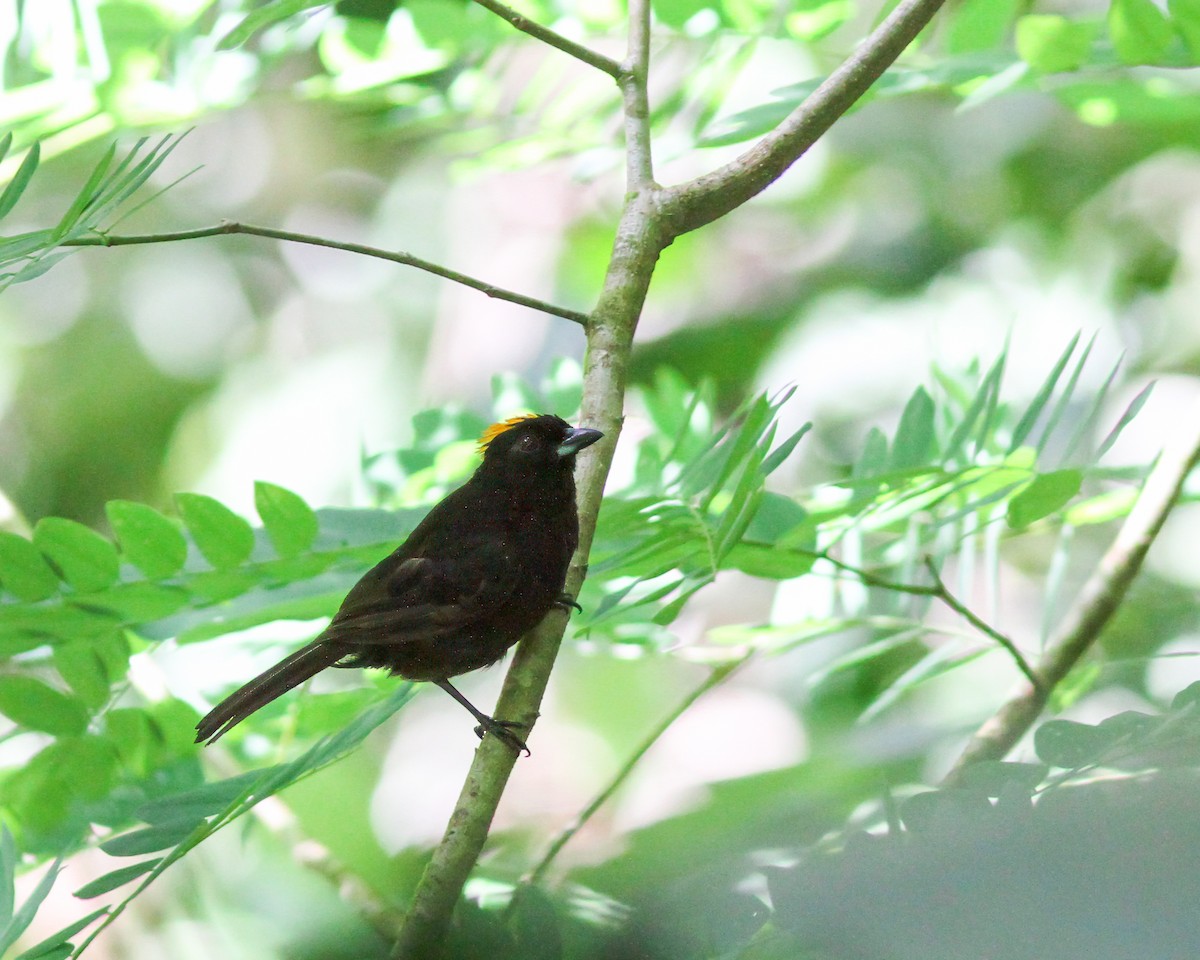 Tawny-crested Tanager - ML617816363