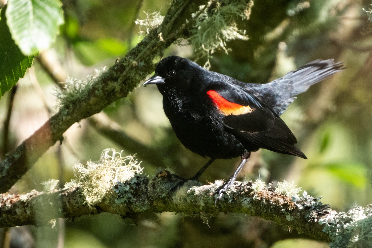 Red-winged Blackbird - ML617816381