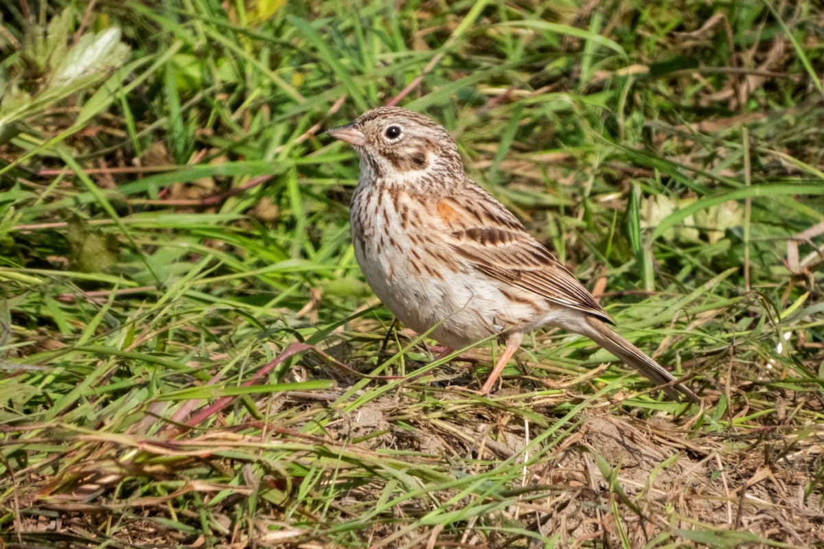 Vesper Sparrow - Kellen Apuna