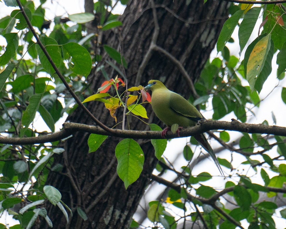 Pin-tailed Green-Pigeon - ML617816417
