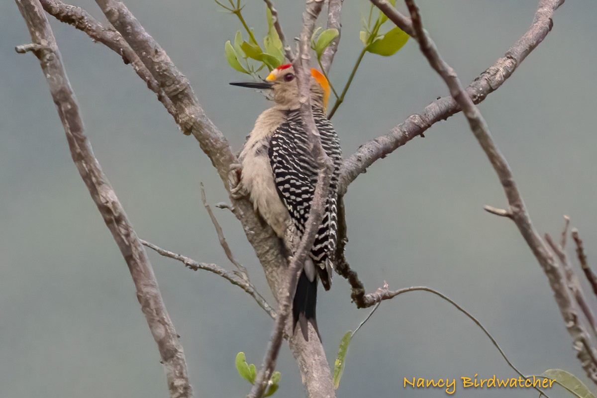 Golden-fronted Woodpecker - ML617816418