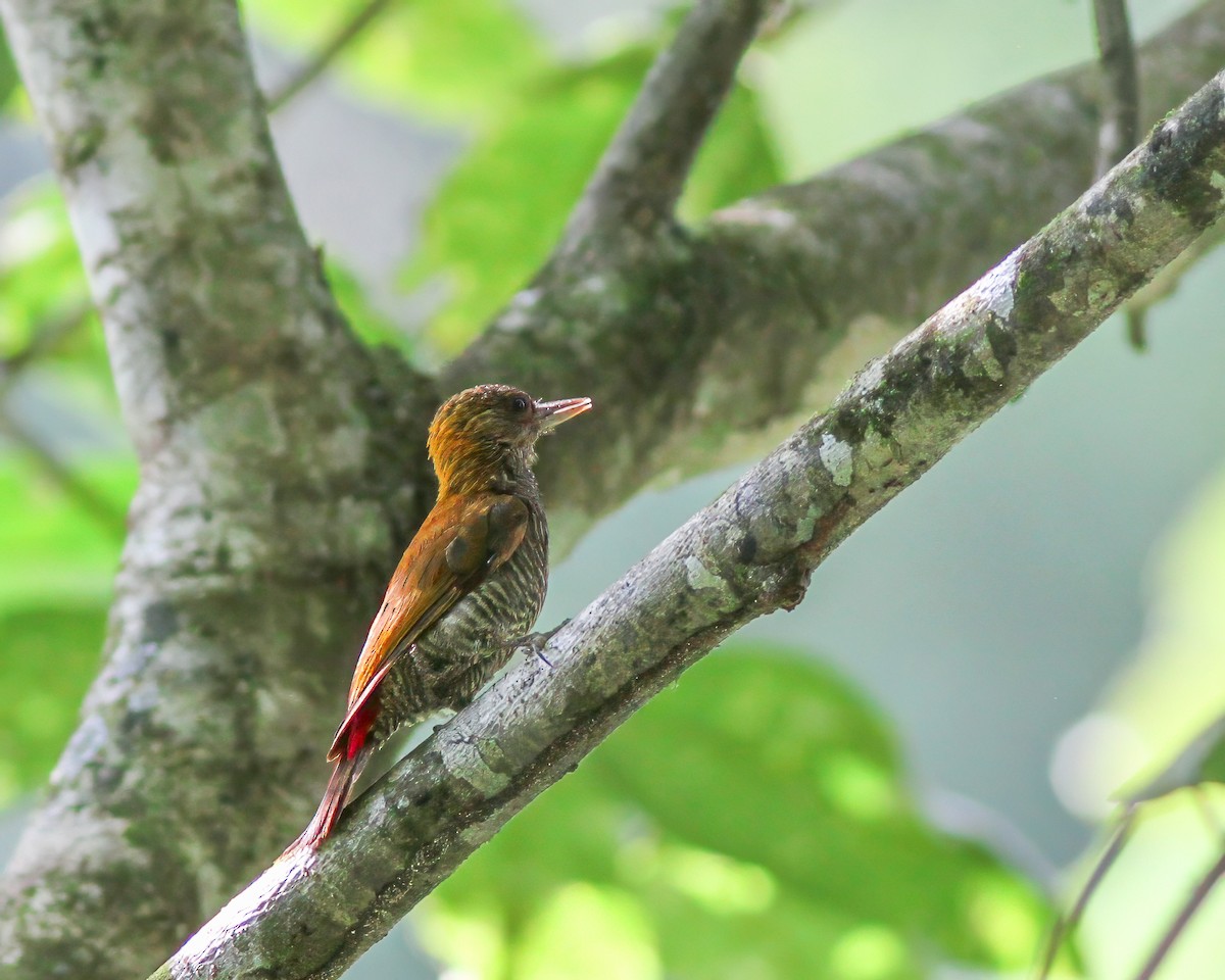 Red-rumped Woodpecker - ML617816433