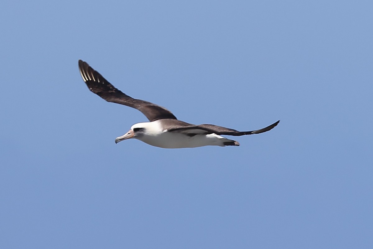 Laysan Albatross - ML617816436