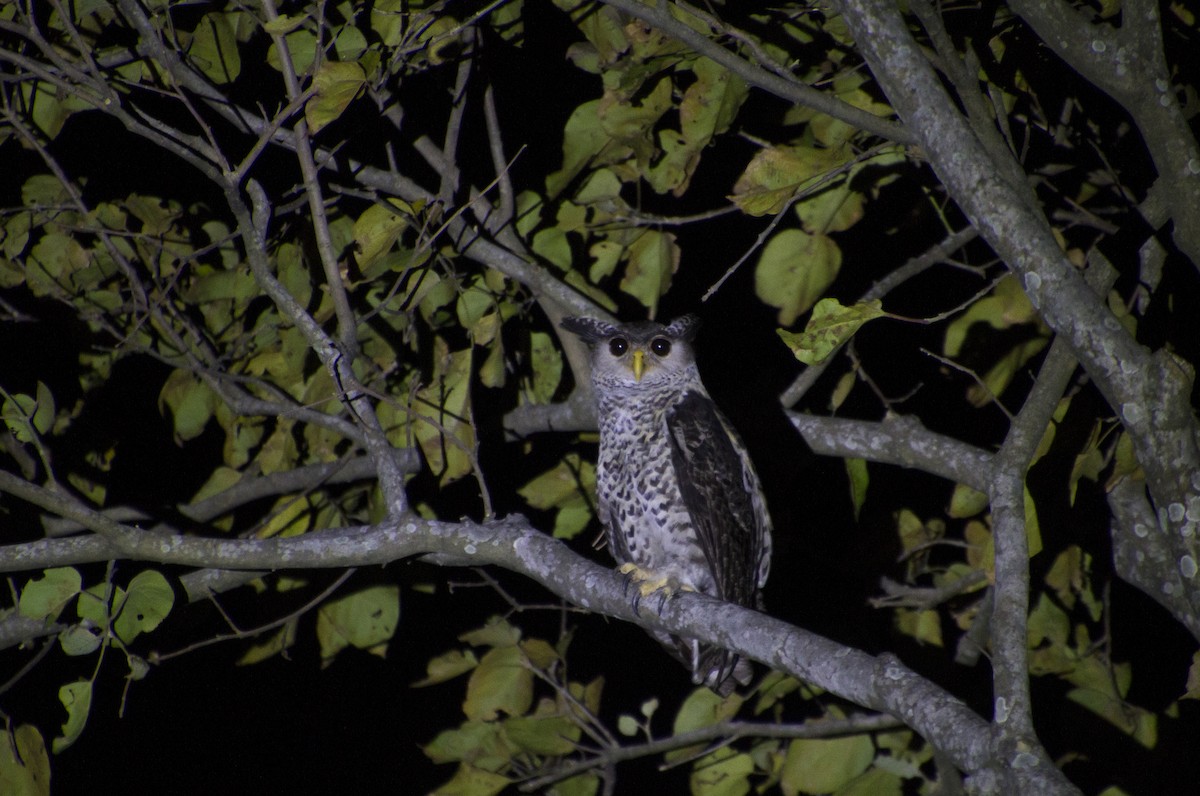 Spot-bellied Eagle-Owl - Chirantanu Saikia