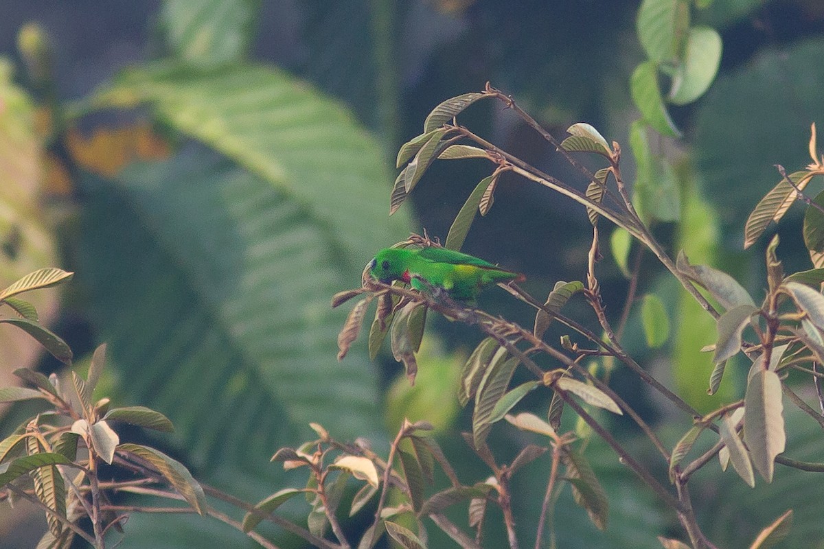 Blue-crowned Hanging-Parrot - ML617816469