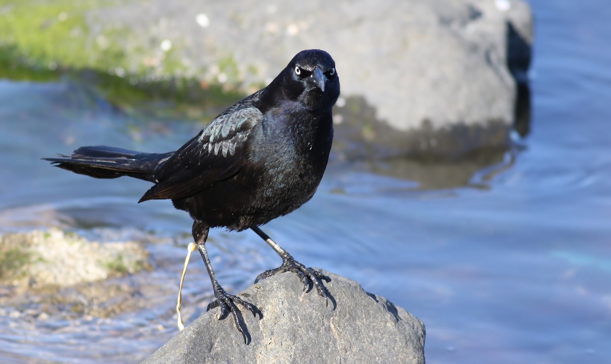Boat-tailed Grackle - ML617816473