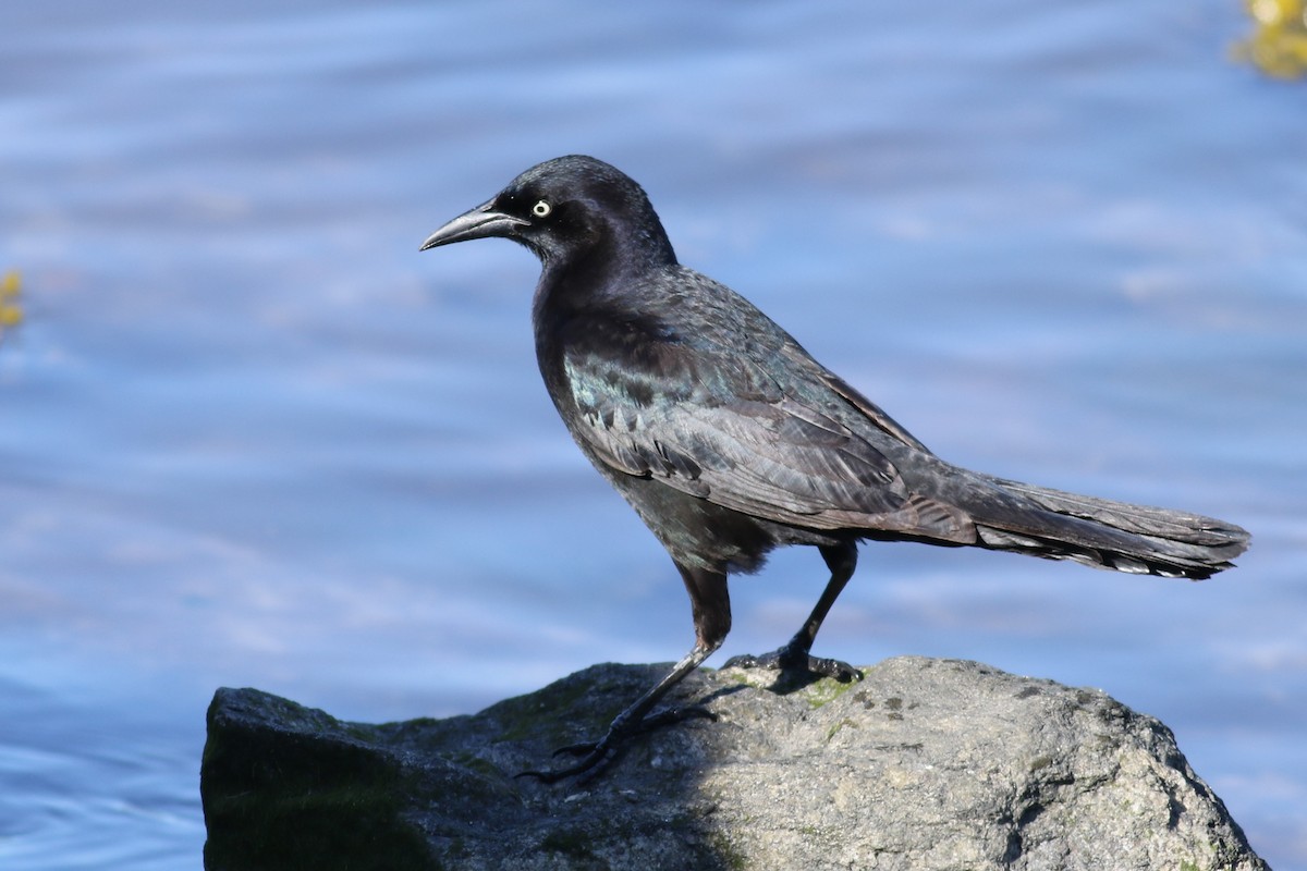 Boat-tailed Grackle - ML617816475