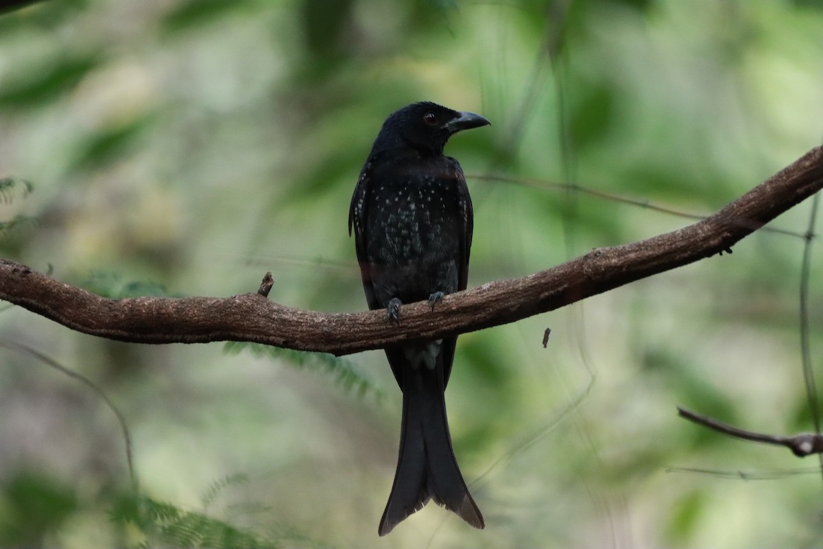 Crow-billed Drongo - ML617816499