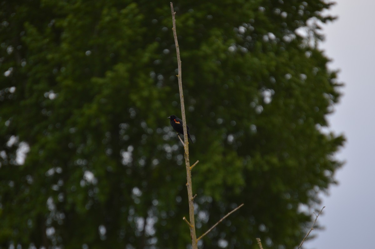 Red-winged Blackbird - Addison Roush