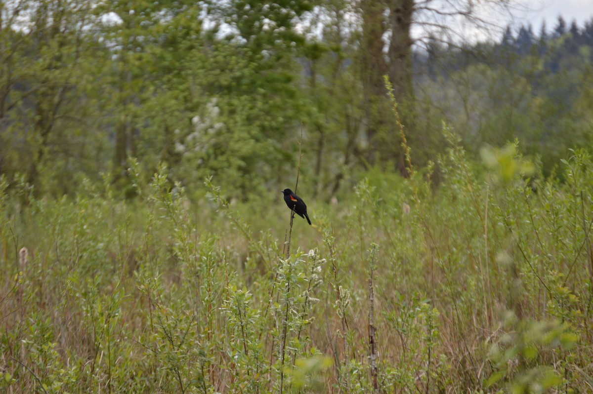 Red-winged Blackbird - ML617816519