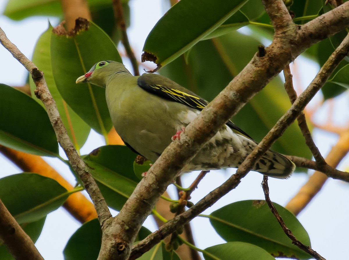 Thick-billed Green-Pigeon - ML617816529