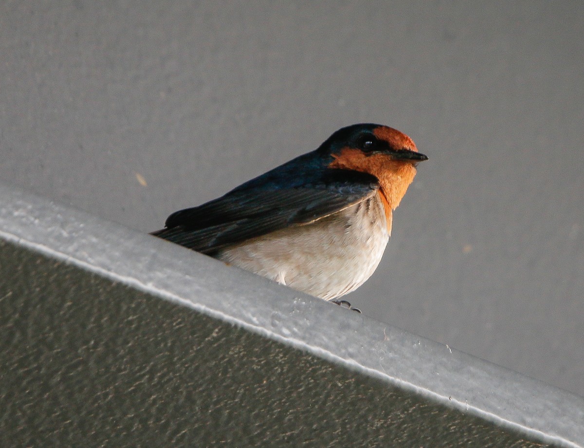Pacific Swallow - ML617816530