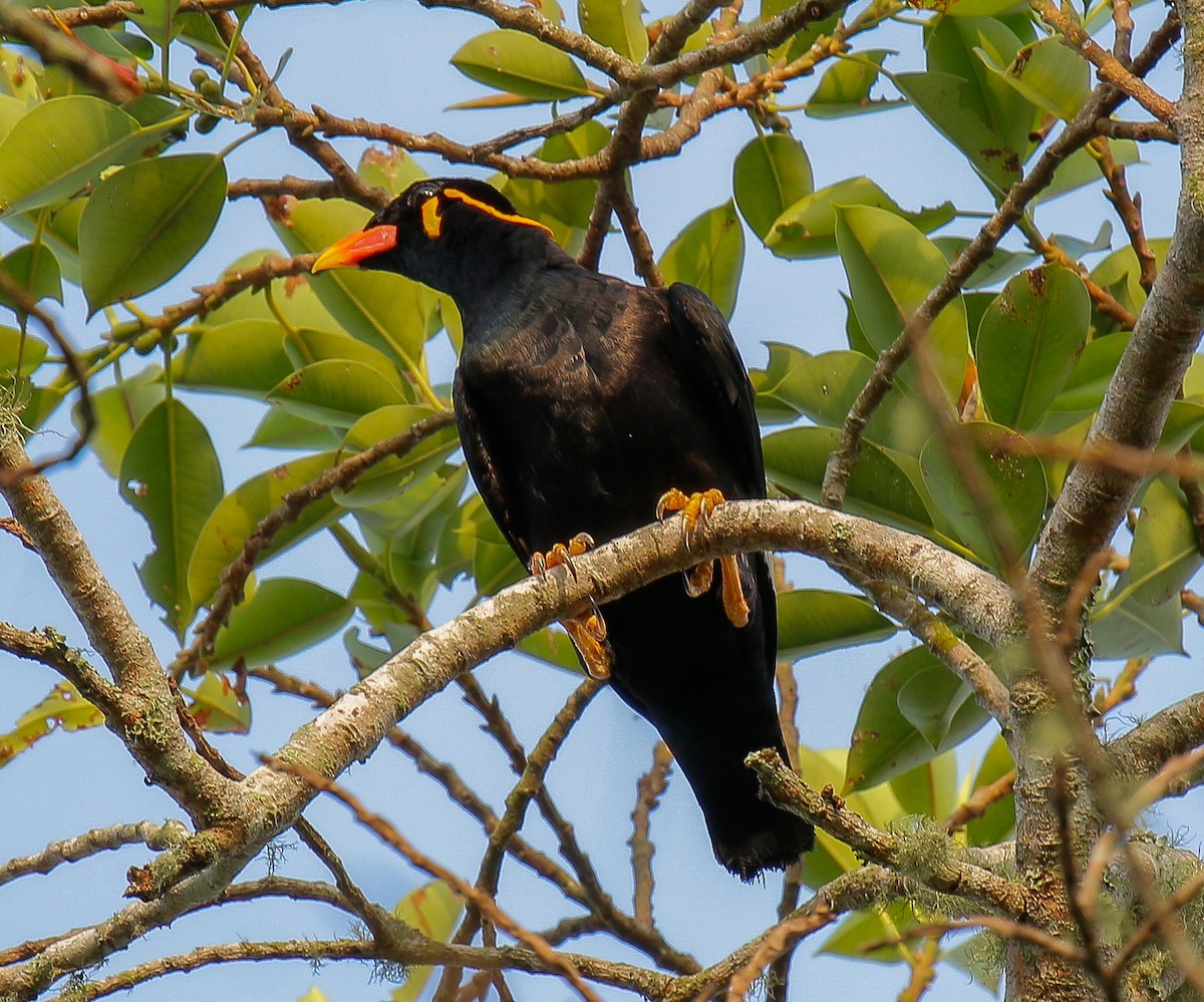 Common Hill Myna - Neoh Hor Kee