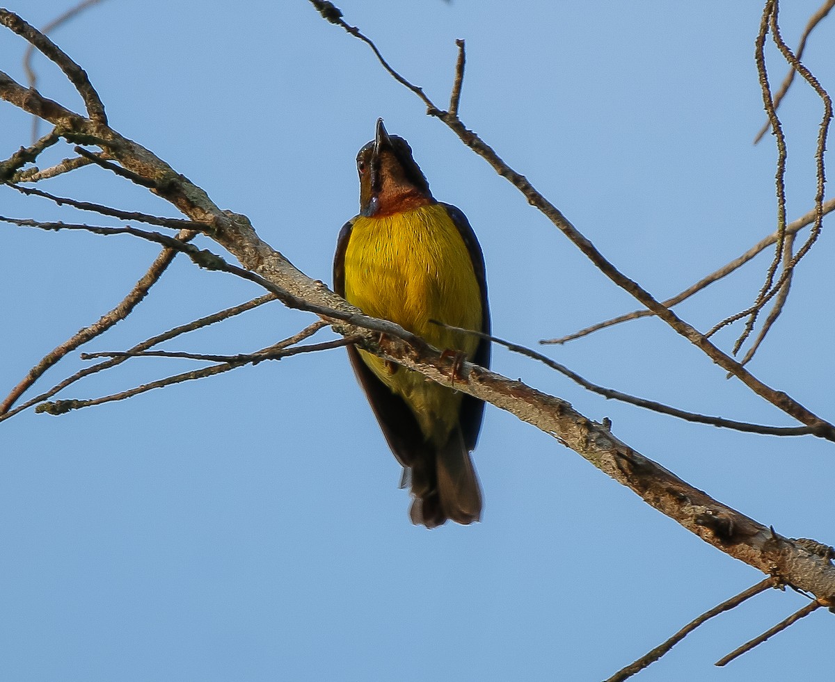 Brown-throated Sunbird - ML617816537