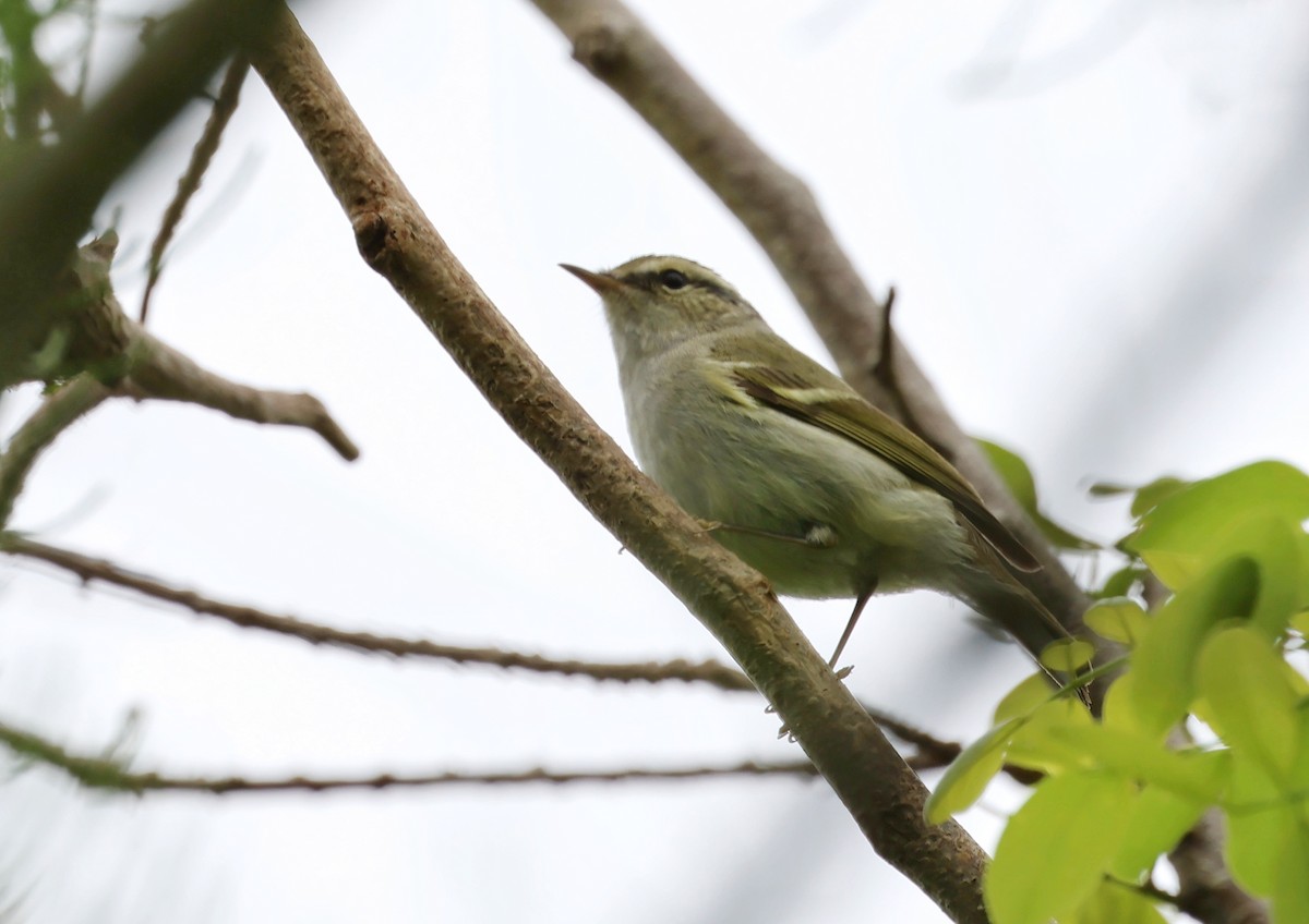 Hume's Warbler - ML617816539