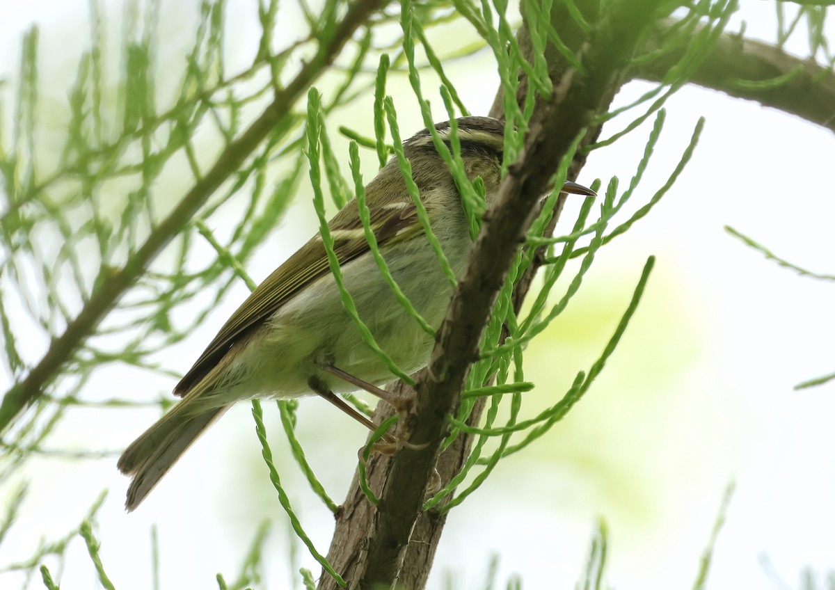 Hume's Warbler - ML617816542