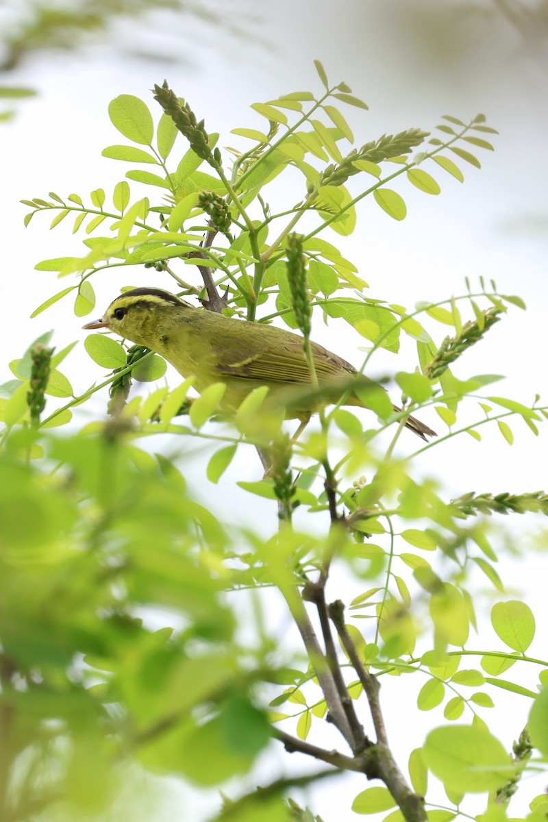 Sulphur-breasted Warbler - Cheng Qian