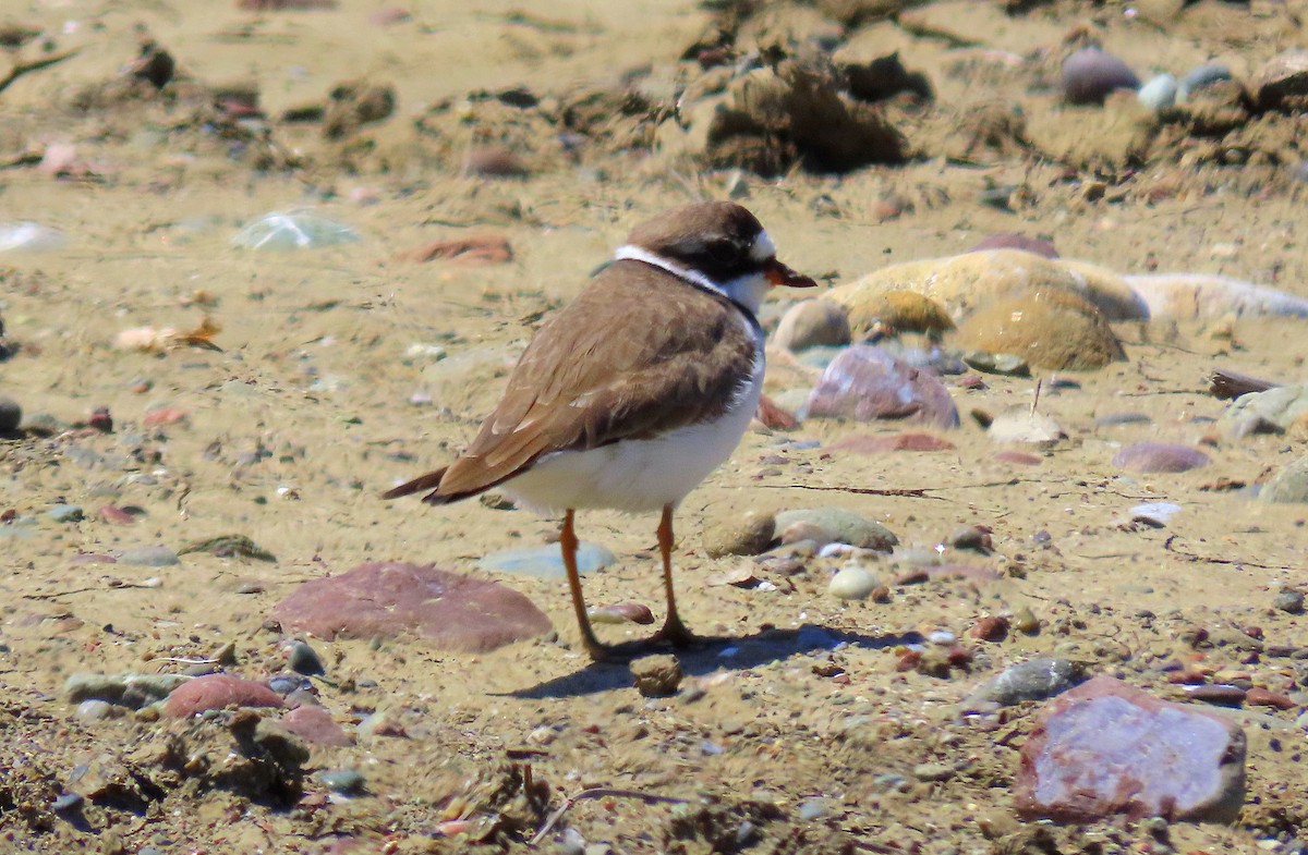 Semipalmated Plover - ML617816591