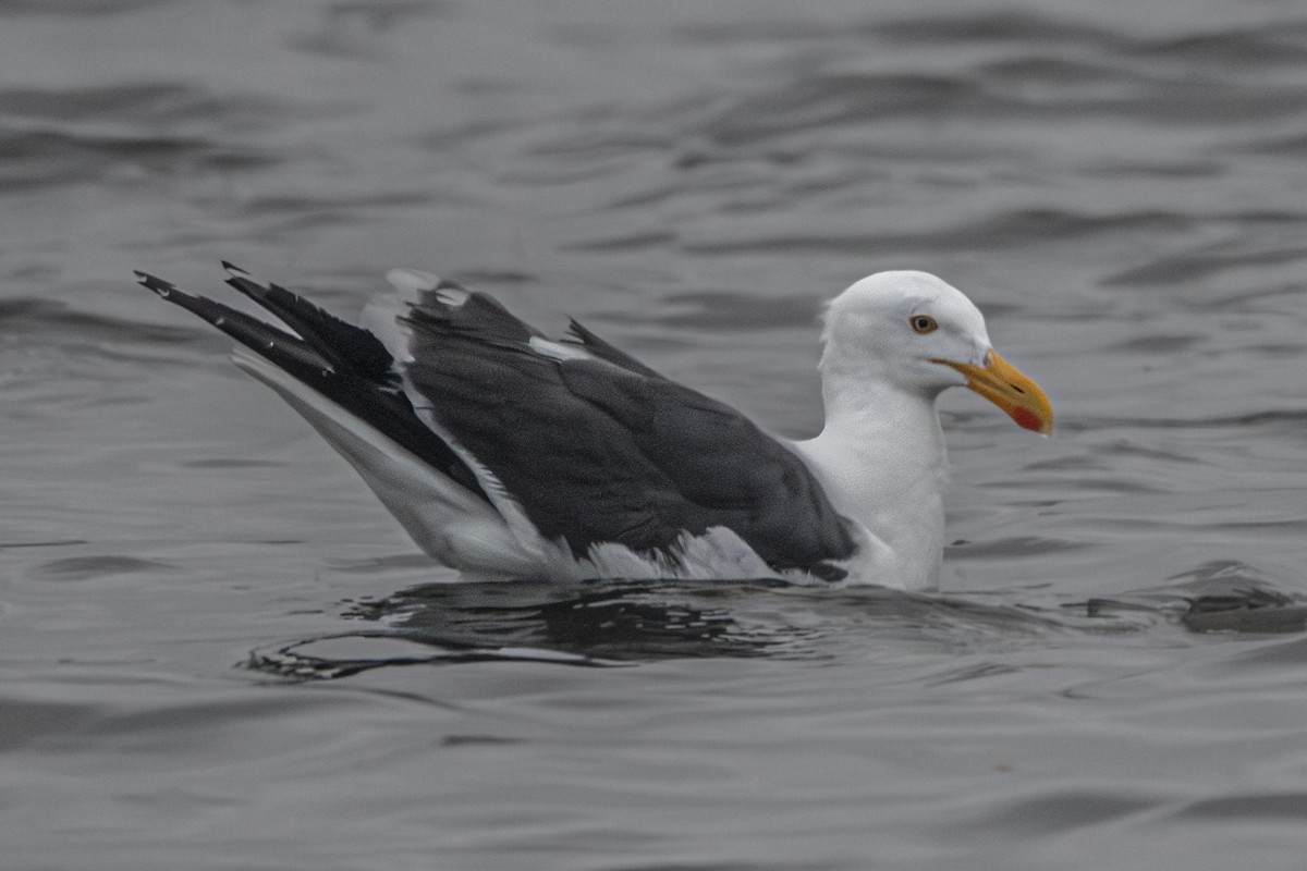 Yellow-footed Gull - ML617816607