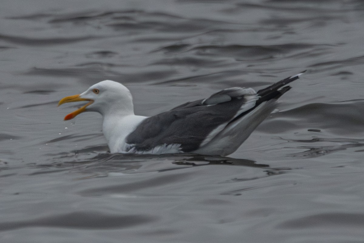 Yellow-footed Gull - ML617816610