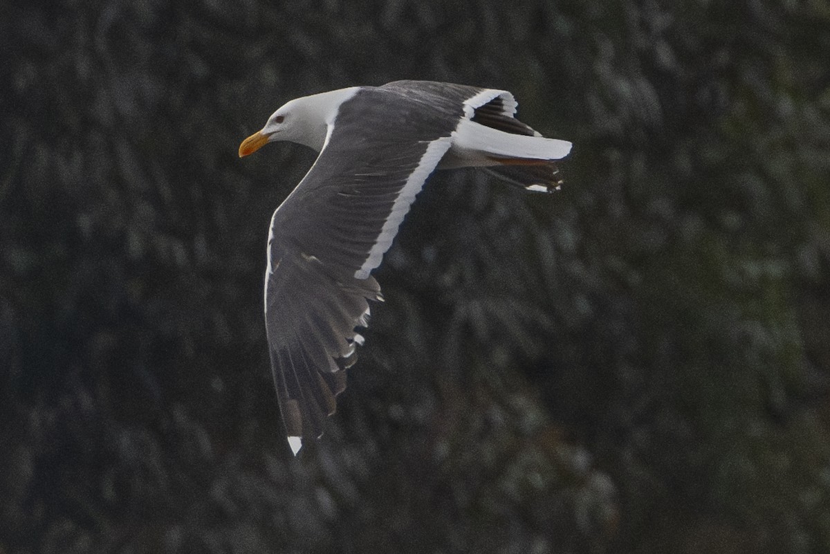Yellow-footed Gull - ML617816611
