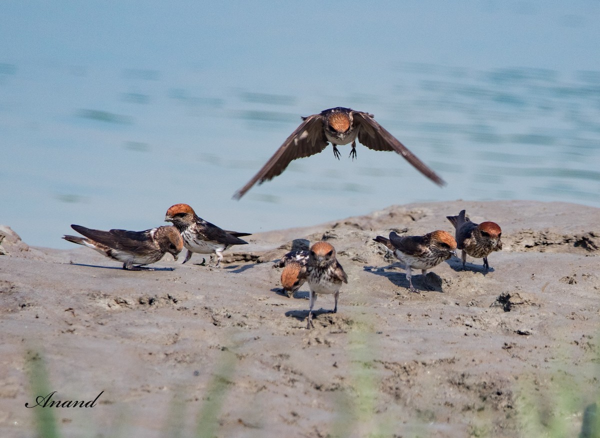 Streak-throated Swallow - Anand Singh