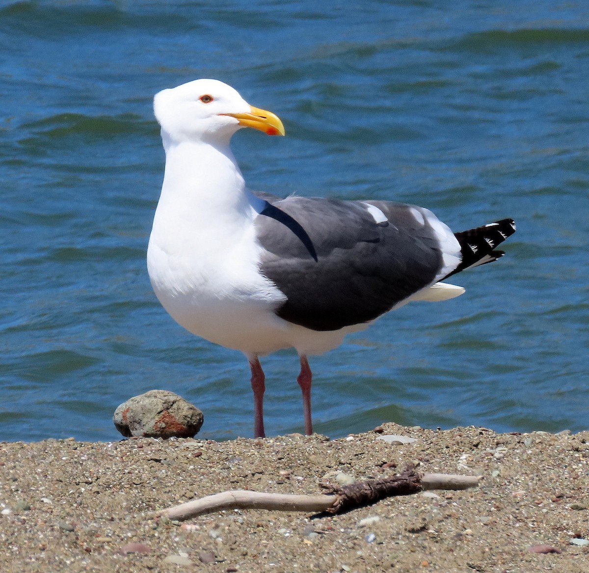 Western Gull - Terri Osborn