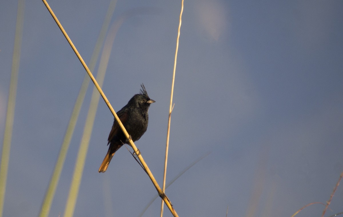 Crested Bunting - ML617816681