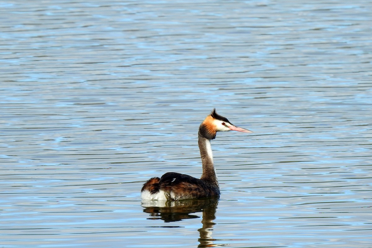Great Crested Grebe - B Jenkins