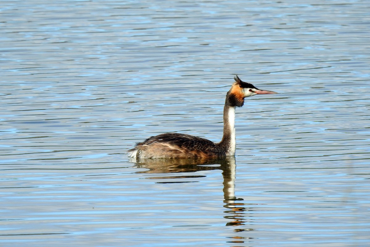 Great Crested Grebe - ML617816687