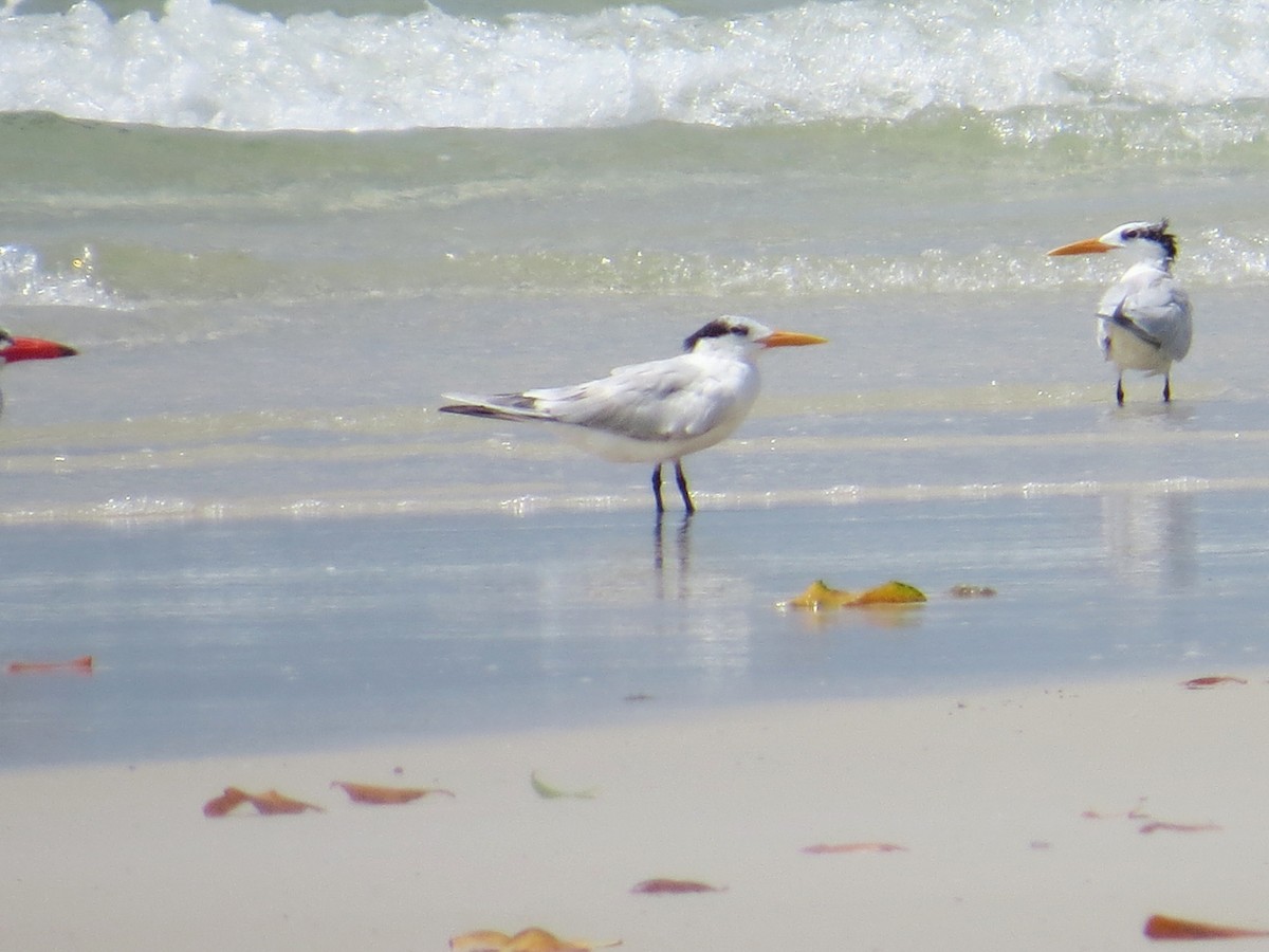 West African Crested Tern - ML617816689