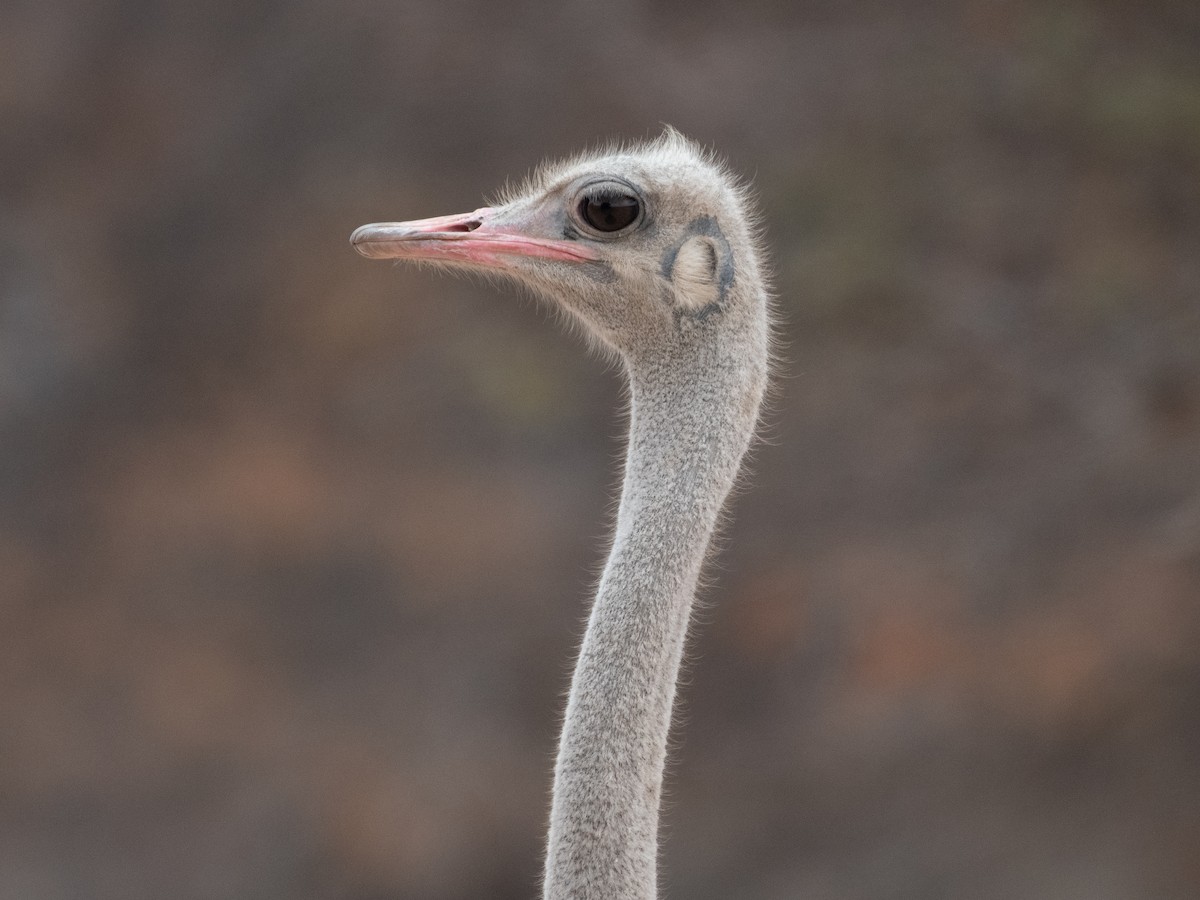 Common Ostrich - ML617816695