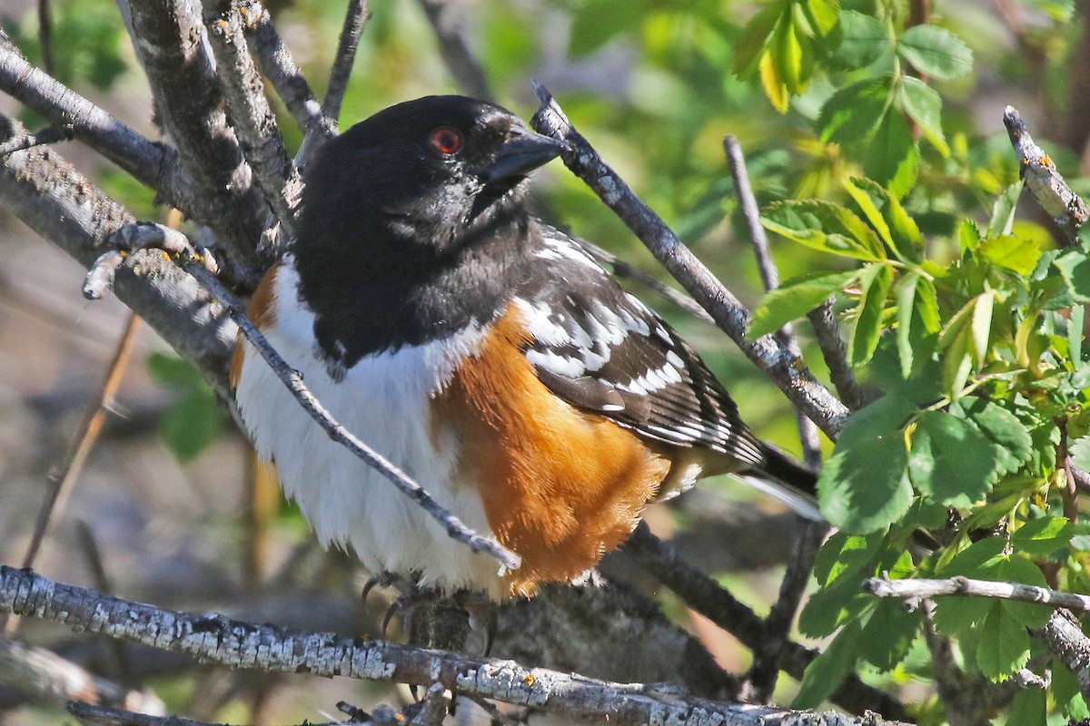 Spotted Towhee - ML617816740