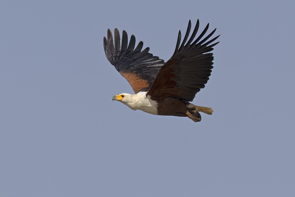 African Fish-Eagle - ML617816742