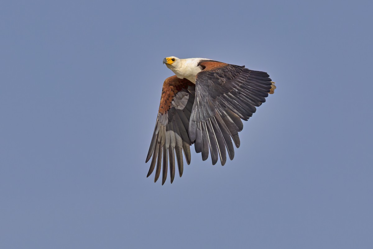 African Fish-Eagle - ML617816743