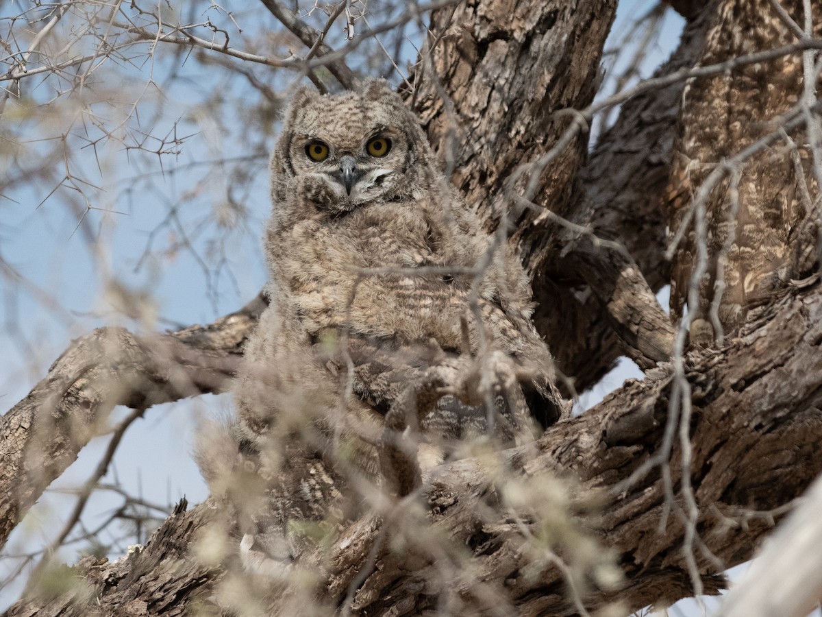 Spotted Eagle-Owl - ML617816744