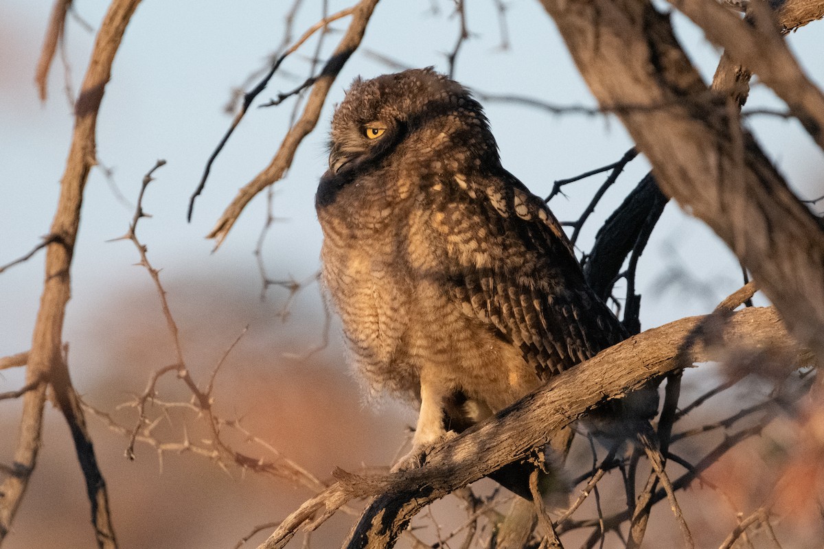Spotted Eagle-Owl - ML617816745