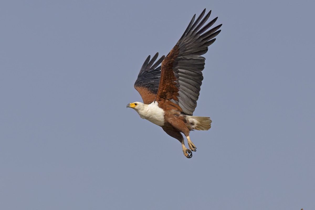 African Fish-Eagle - ML617816747