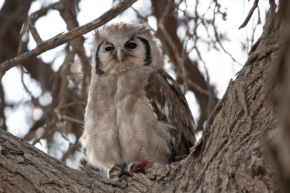 Verreaux's Eagle-Owl - ML617816748