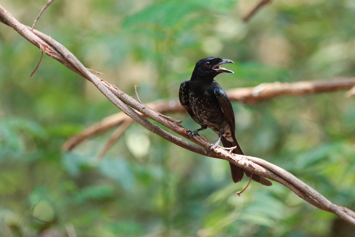 Crow-billed Drongo - Orathai Naumphan