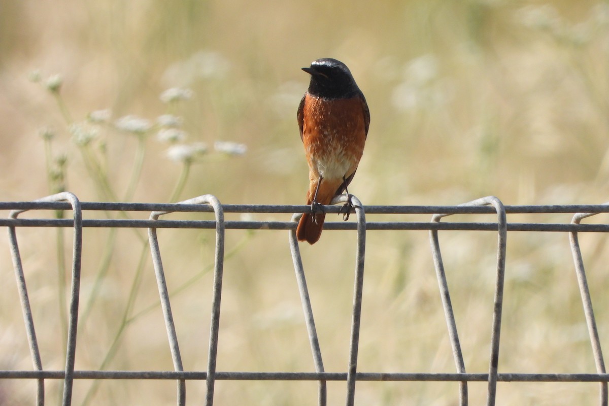 Common Redstart - Orly Nathan