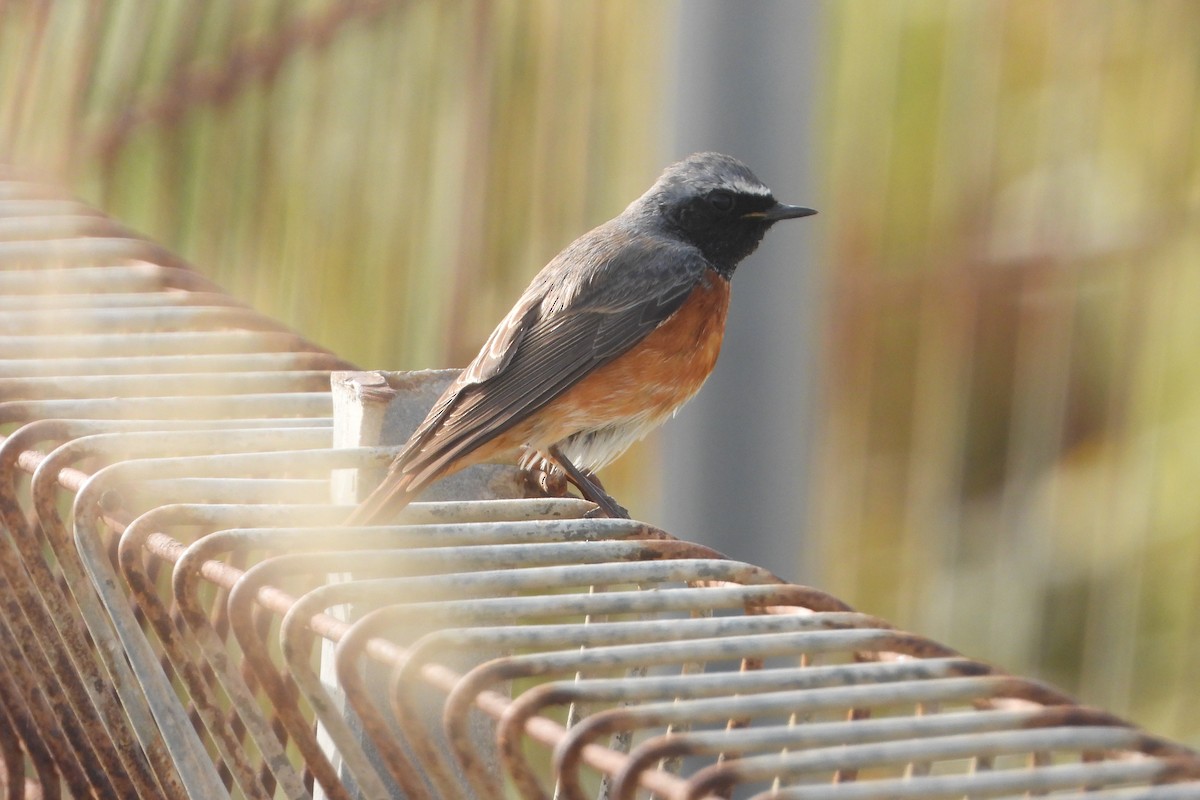 Common Redstart - Orly Nathan