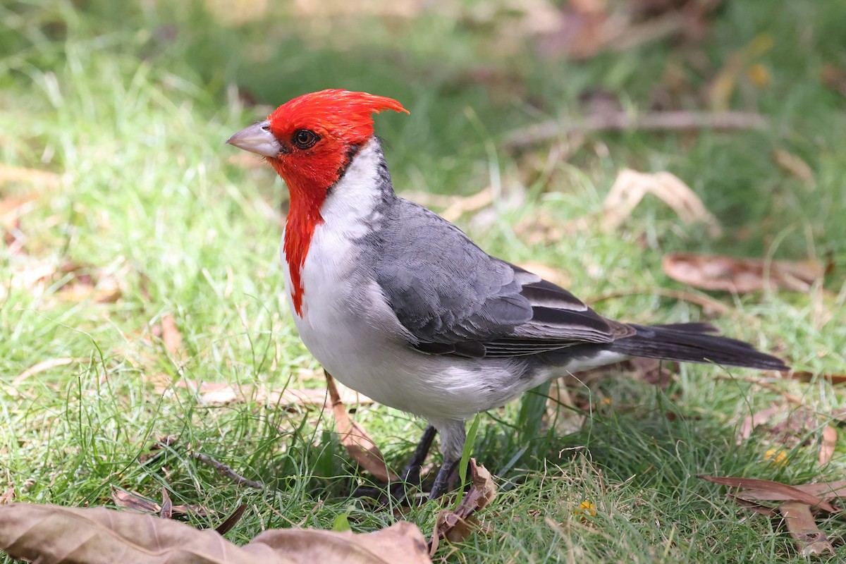 Red-crested Cardinal - ML617816829