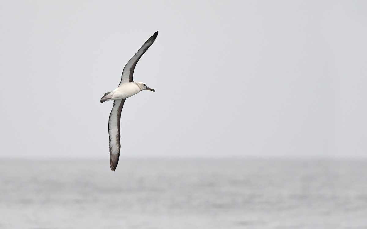 albatros černobrvý (ssp. melanophris) - ML617816836