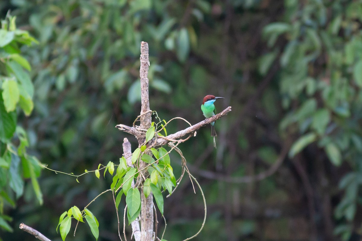 Blue-throated Bee-eater - ML617816924