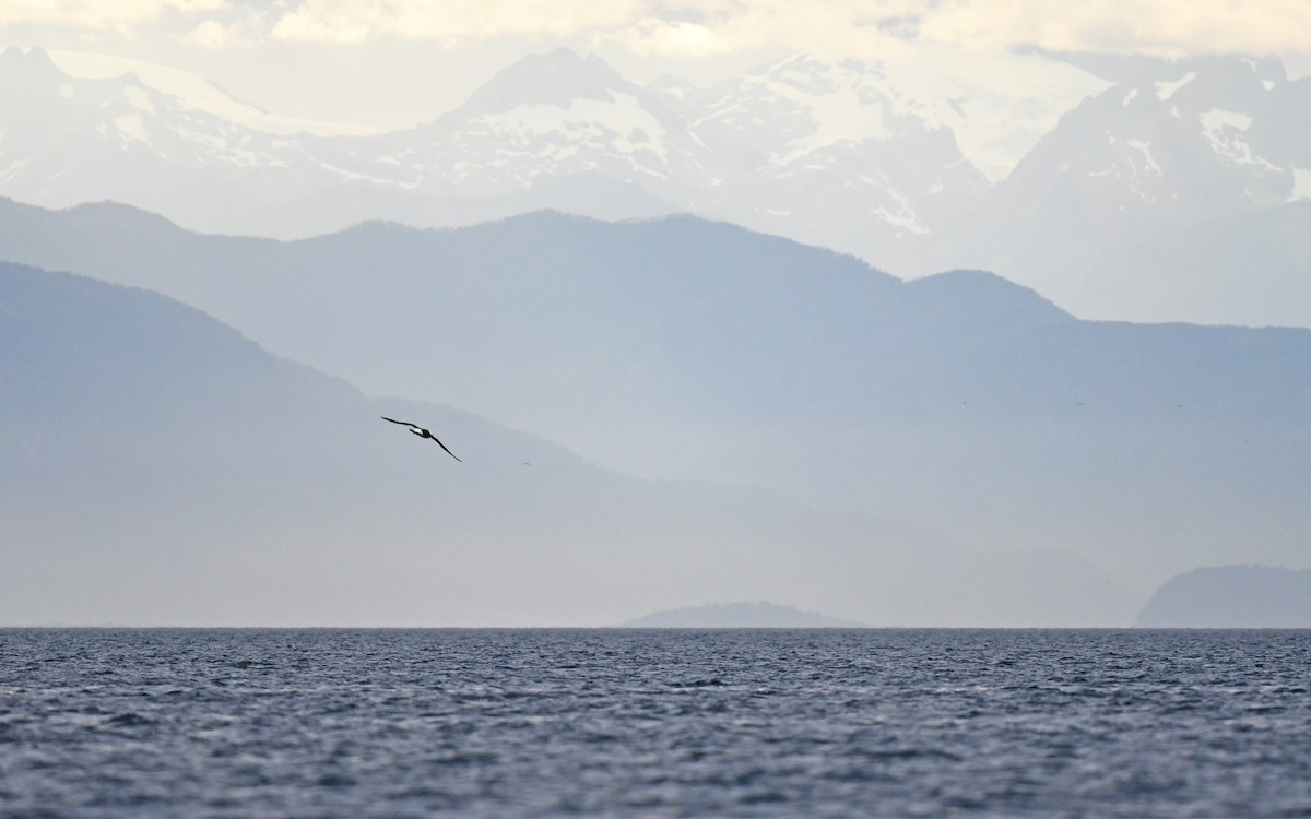 Black-browed Albatross (Black-browed) - Christoph Moning