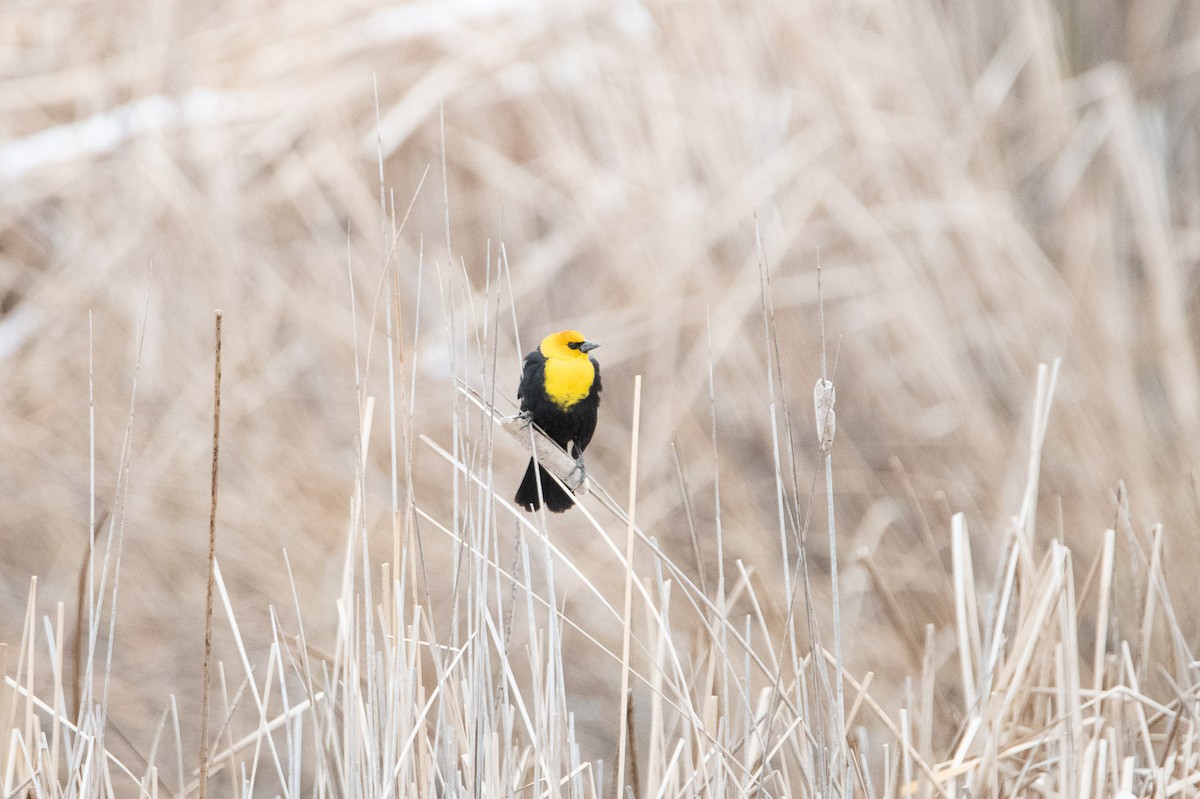 Yellow-headed Blackbird - ML617816947